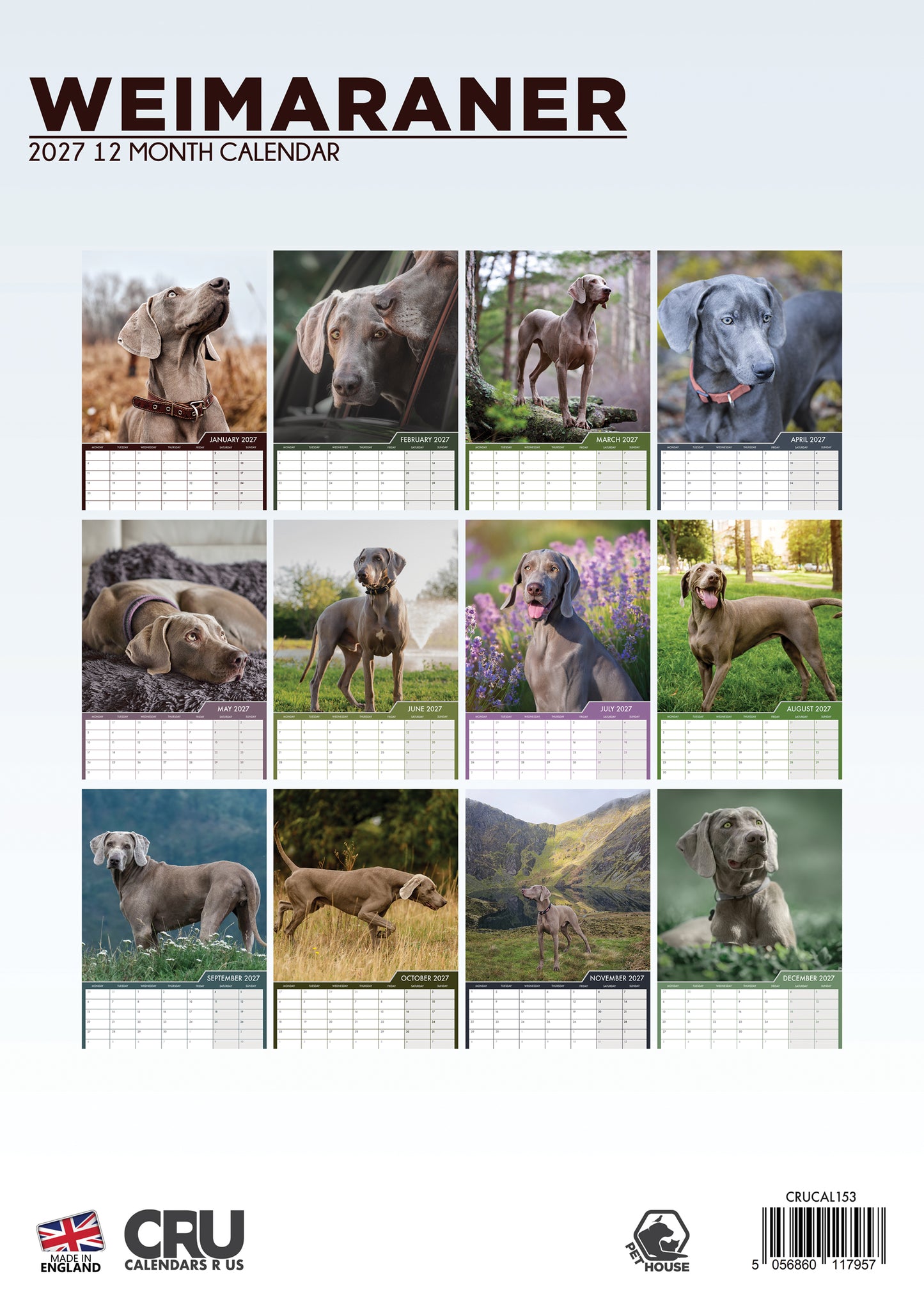 Weimaraner Calendar - A3 Calendar 2027