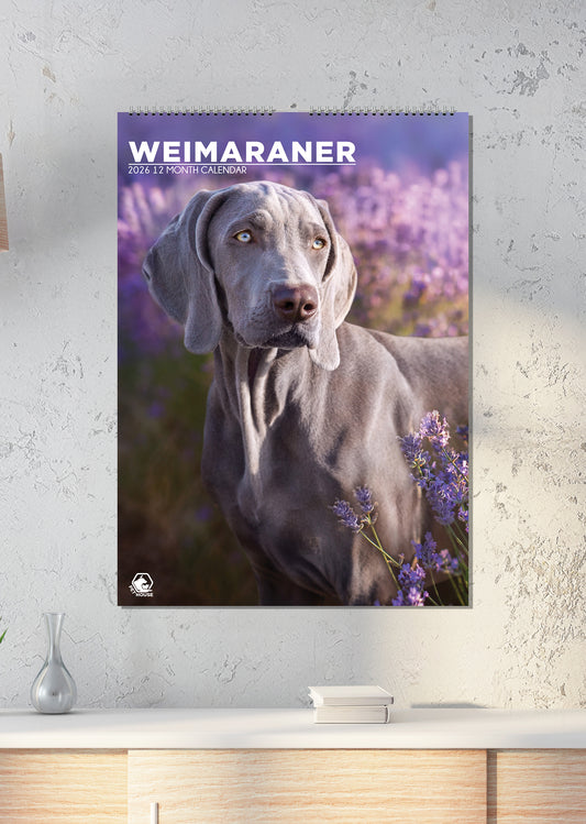 Weimaraner Calendar - A3 Calendar 2026