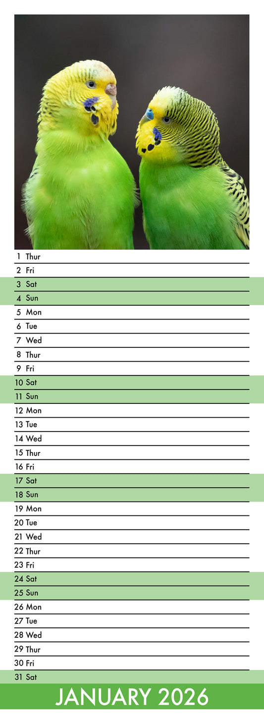 Budgerigars - Slim Calendar 2026