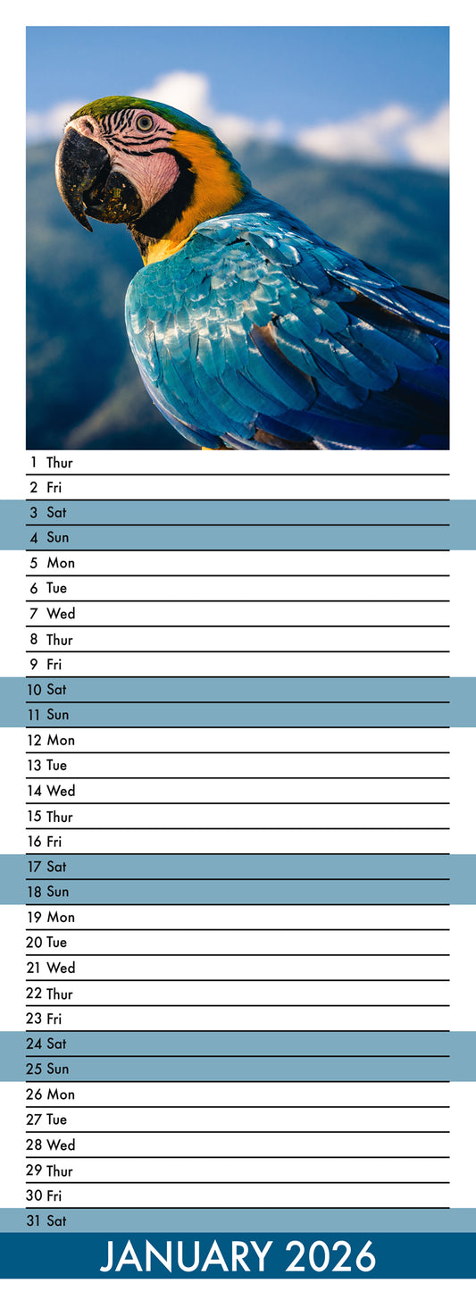 Macaws - Slim Calendar 2026
