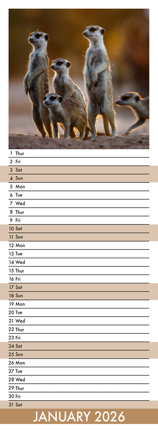 Meerkats - Slim Calendar 2026