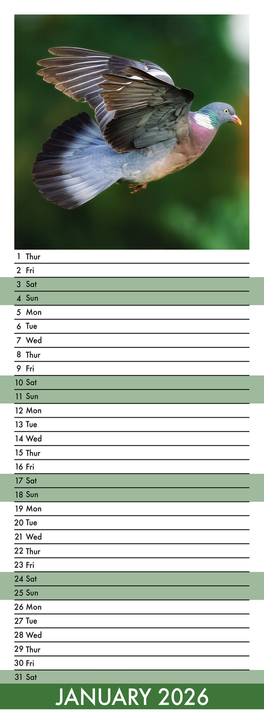 Pigeons - Slim Calendar 2026