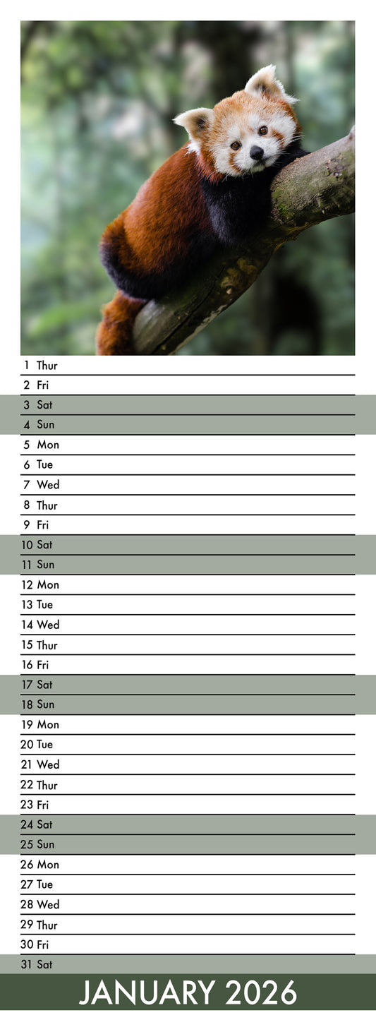 Red Panda - Slim Calendar 2026