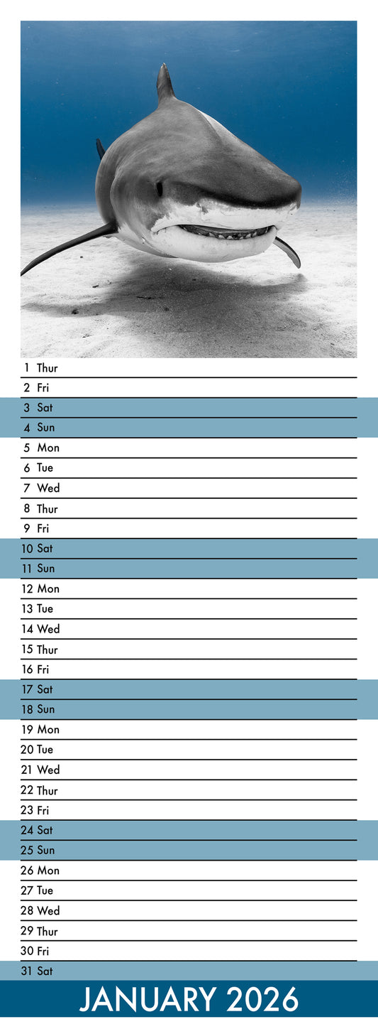Sharks - Slim Calendar 2026