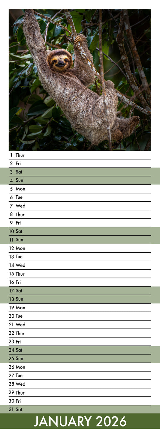 Sloths - Slim Calendar 2026