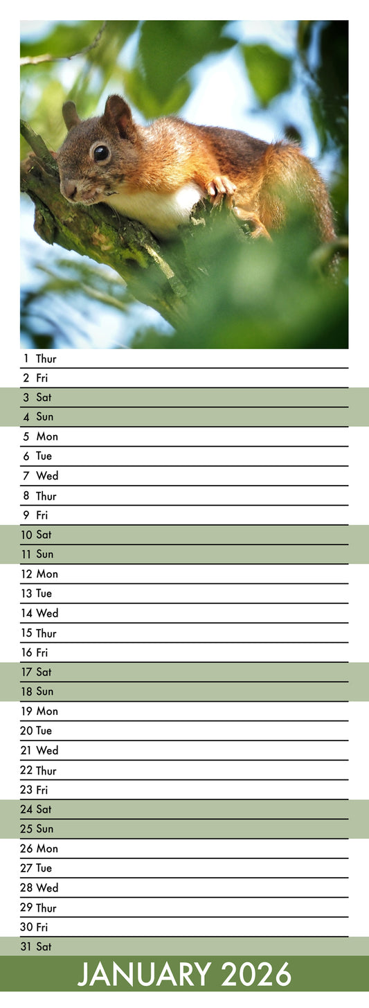 Squirrels - Slim Calendar 2026