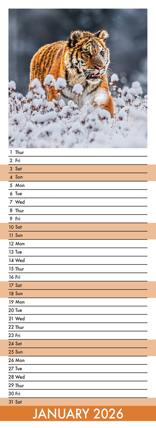 Tigers - Slim Calendar 2026