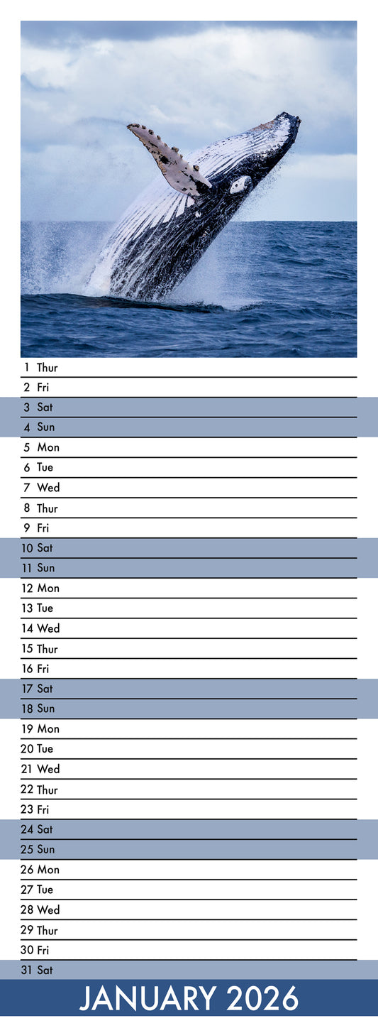 Whales - Slim Calendar 2026