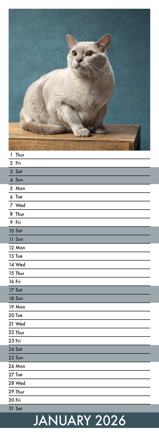 Burmese Cats - Slim Calendar 2026