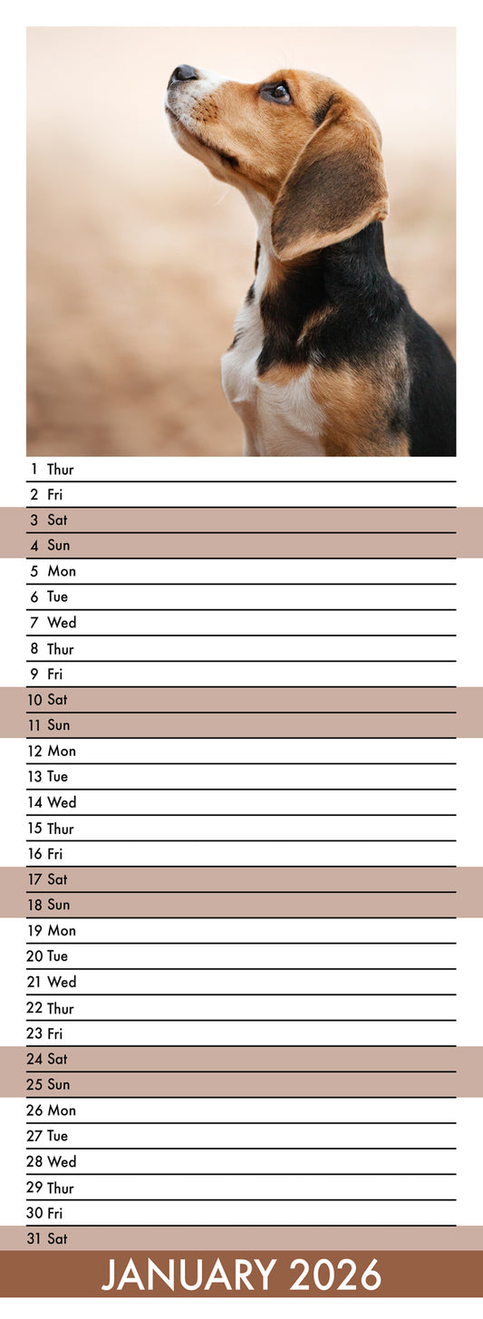 Beagle - Slim Calendar 2026