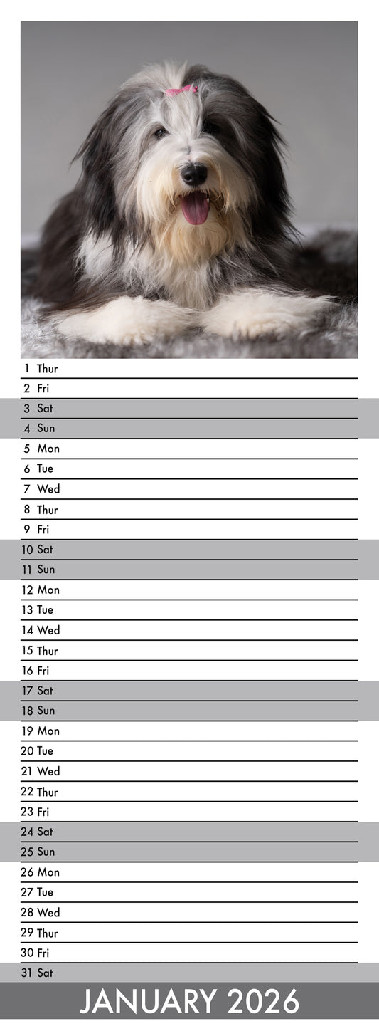 Bearded Collie - Slim Calendar 2026