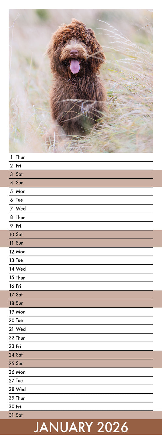 Cockapoo - Slim Calendar 2026