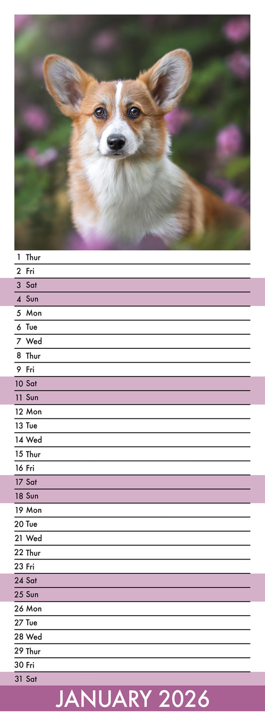 Corgi - Slim Calendar 2026