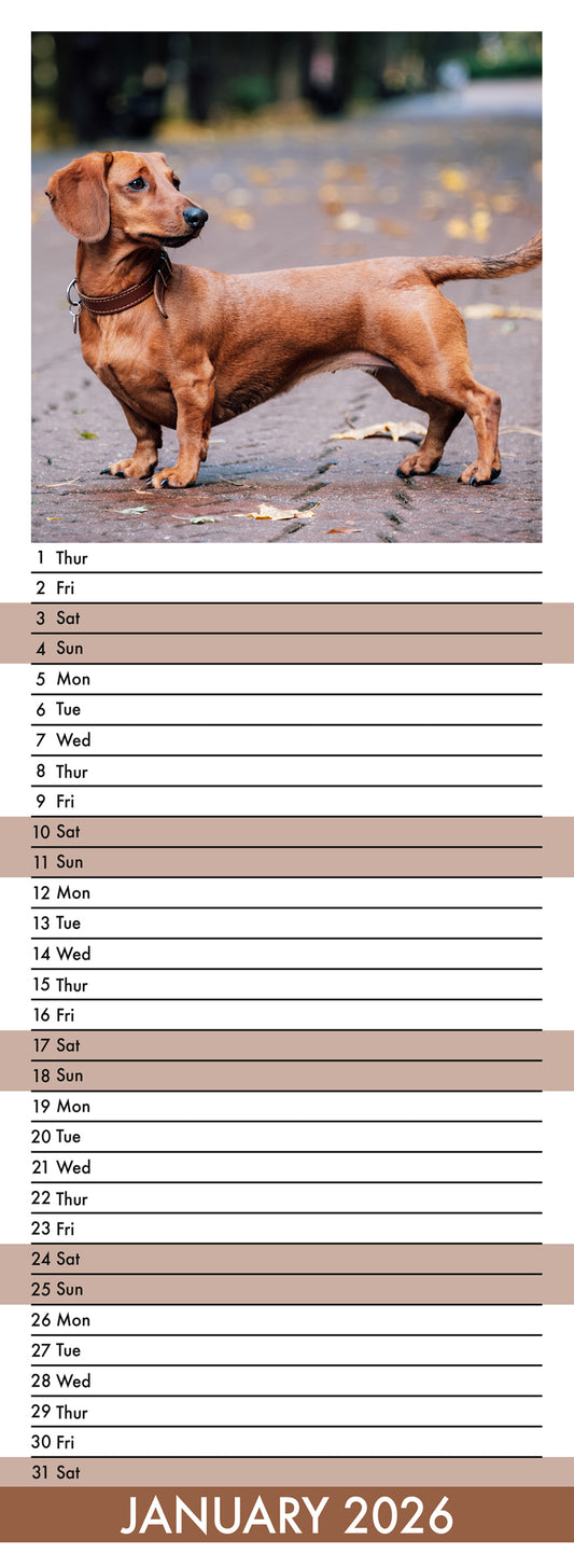 Dachshund - Slim Calendar 2026