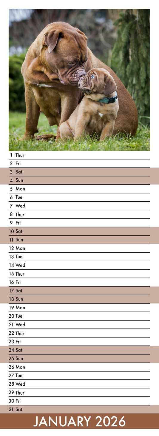 Dogue De Bordeaux - Slim Calendar 2026