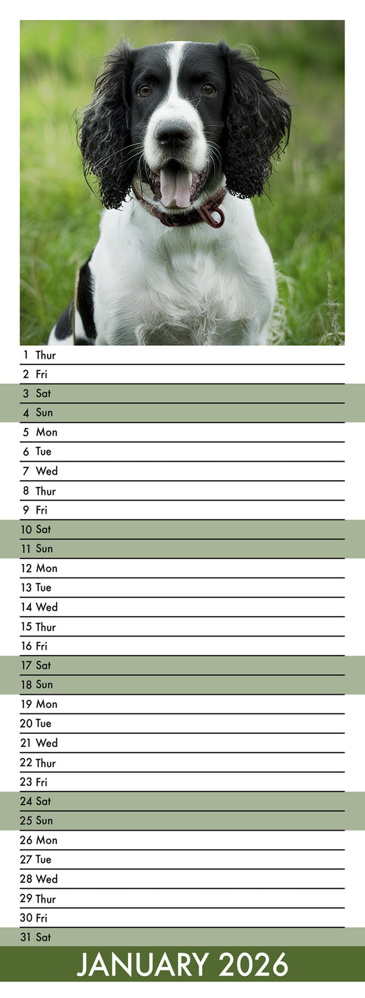 English Springer Spaniel - Slim Calendar 2026