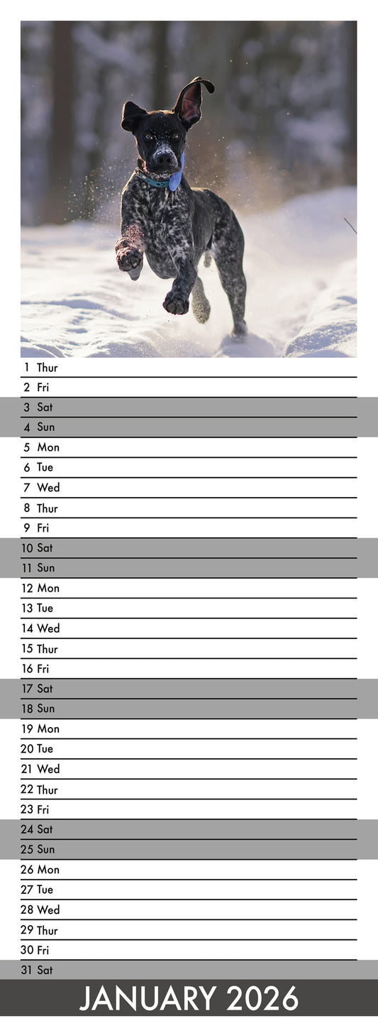 German Shorthaired Pointer - Slim Calendar 2026