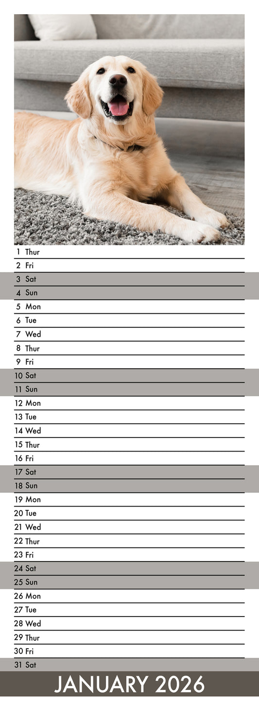 Golden Retriever - Slim Calendar 2026