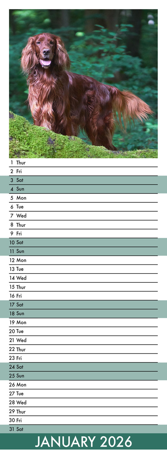 Irish Setter - Slim Calendar 2026