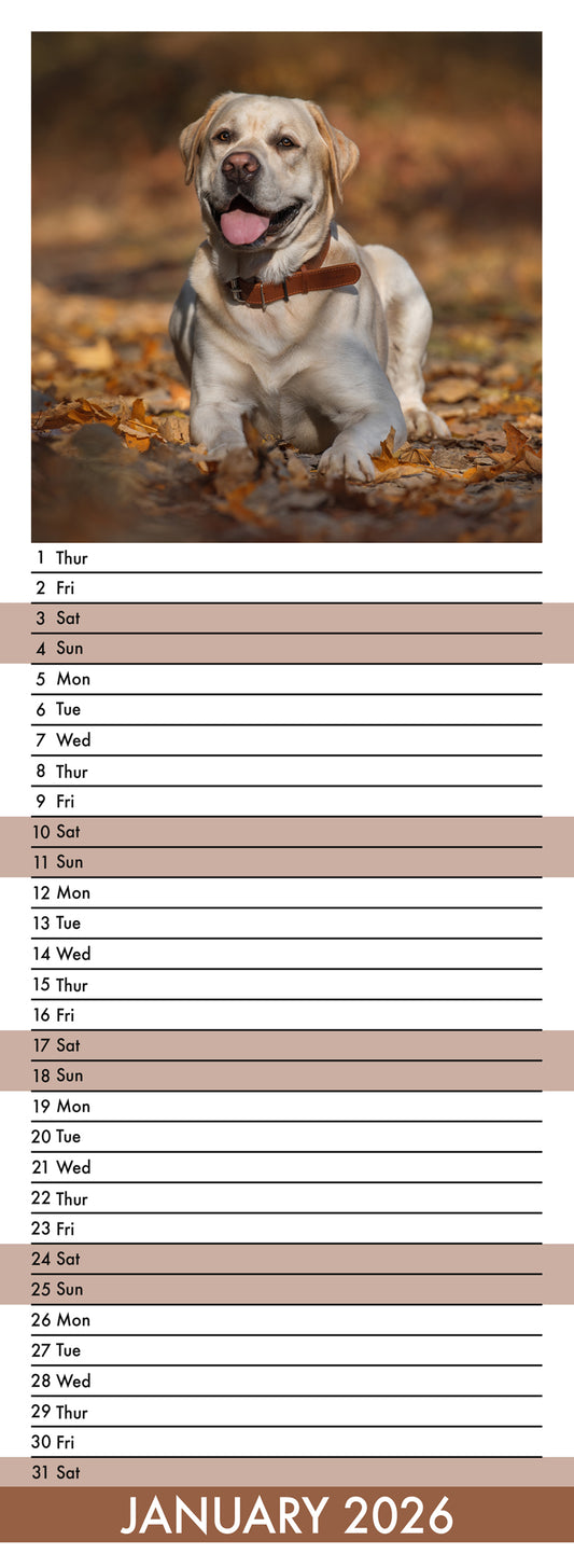 Labrador Retriever - Slim Calendar 2026