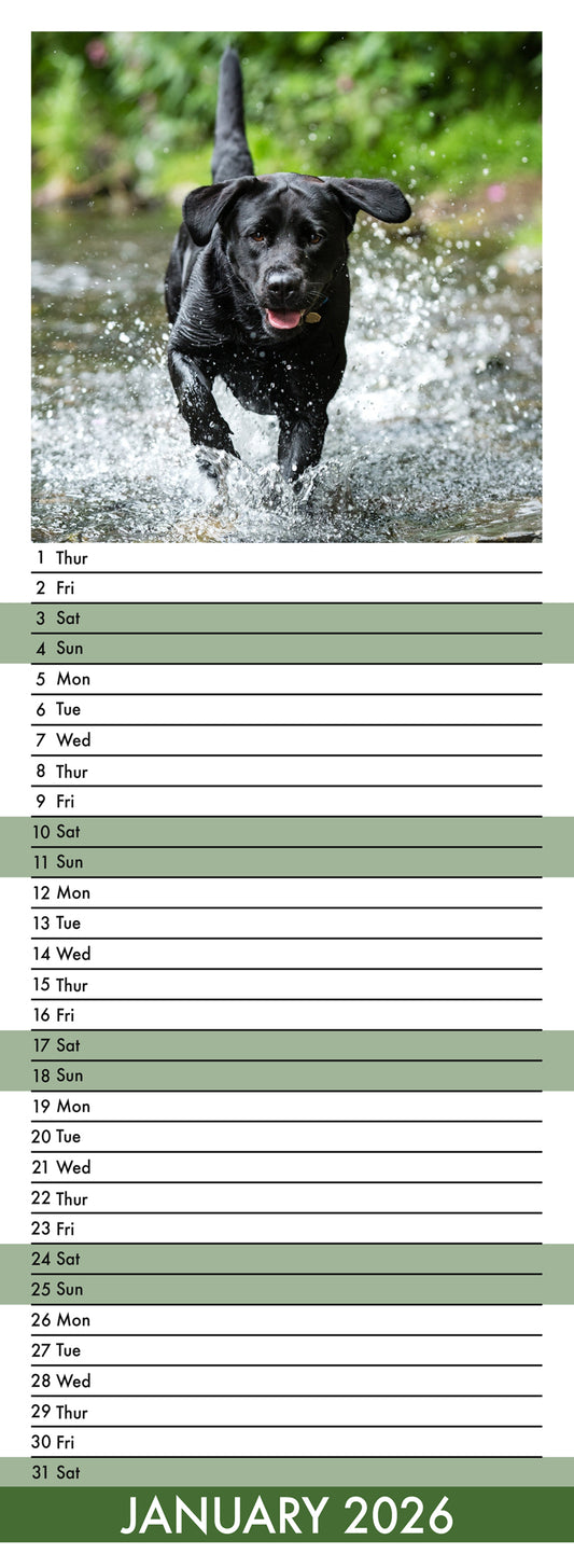 Labrador Retriever Black - Slim Calendar 2026