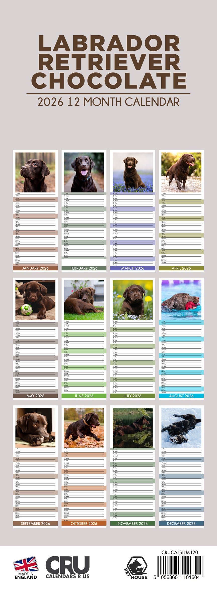 Labrador Retriever Chocolate - Slim Calendar 2026