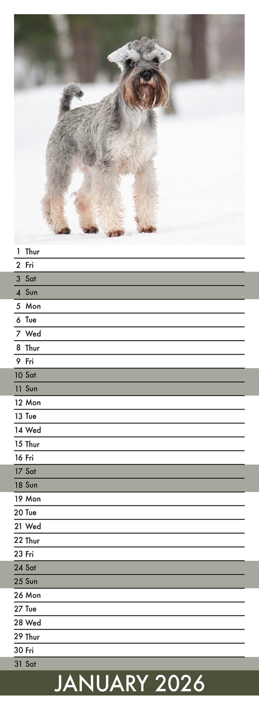 Miniature Schnauzer - Slim Calendar 2026