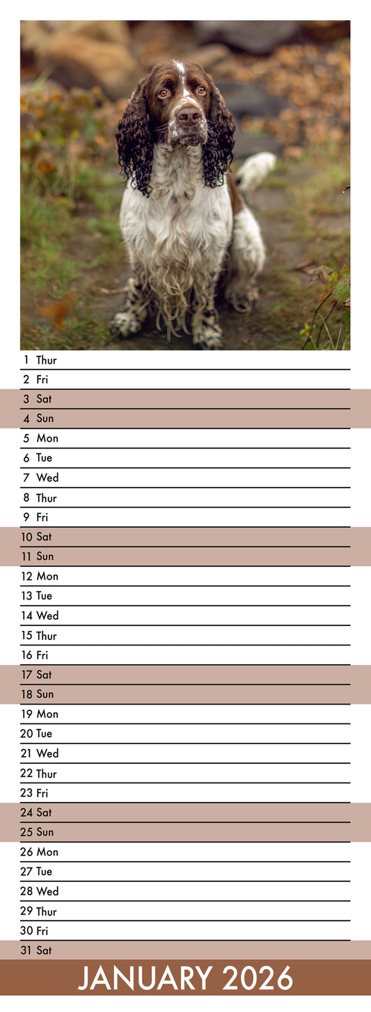 Springer Spaniel - Slim Calendar 2026