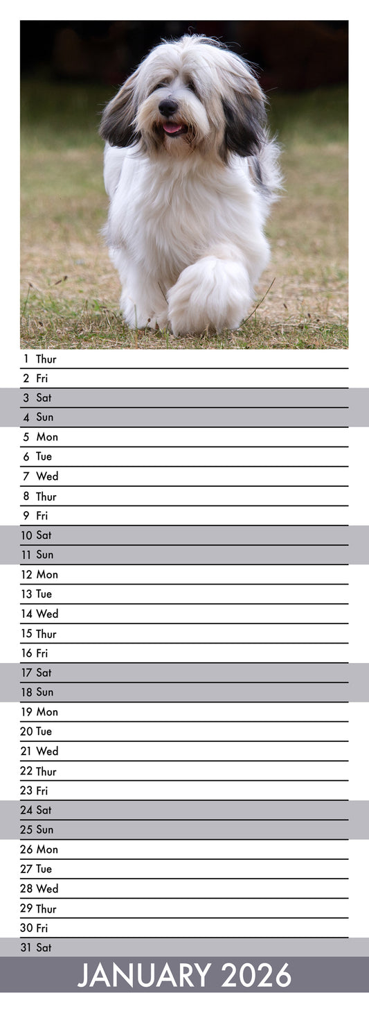 Tibetan Terrier - Slim Calendar 2026