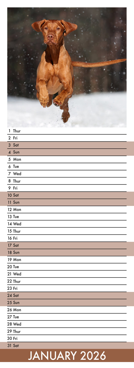 Vizsla - Slim Calendar 2026