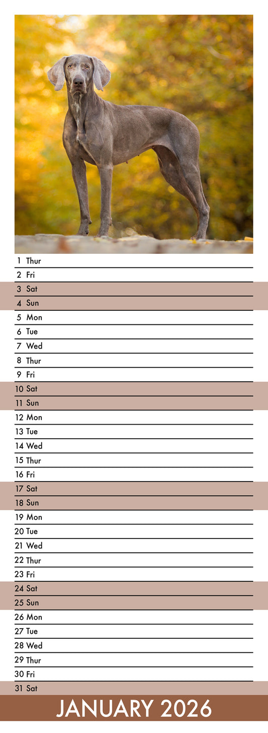 Weimaraner - Slim Calendar 2026