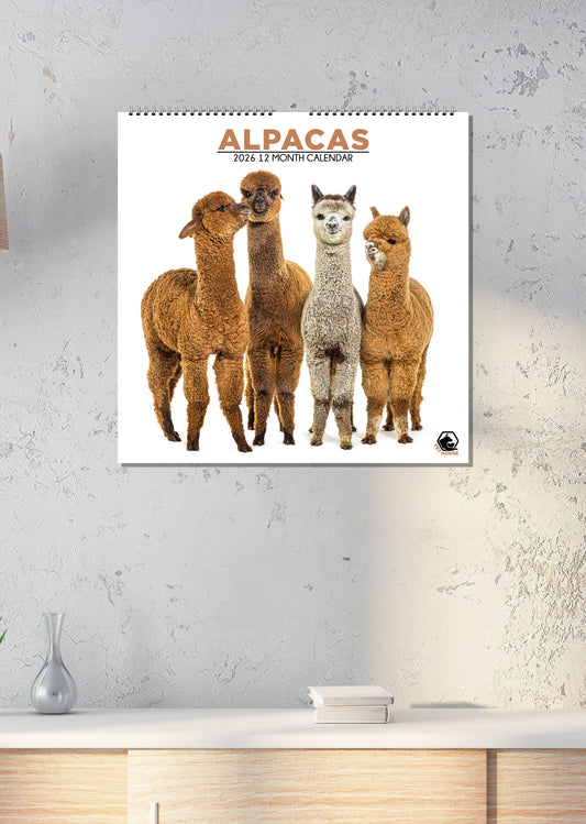 Alpacas - Square Calendar 2026