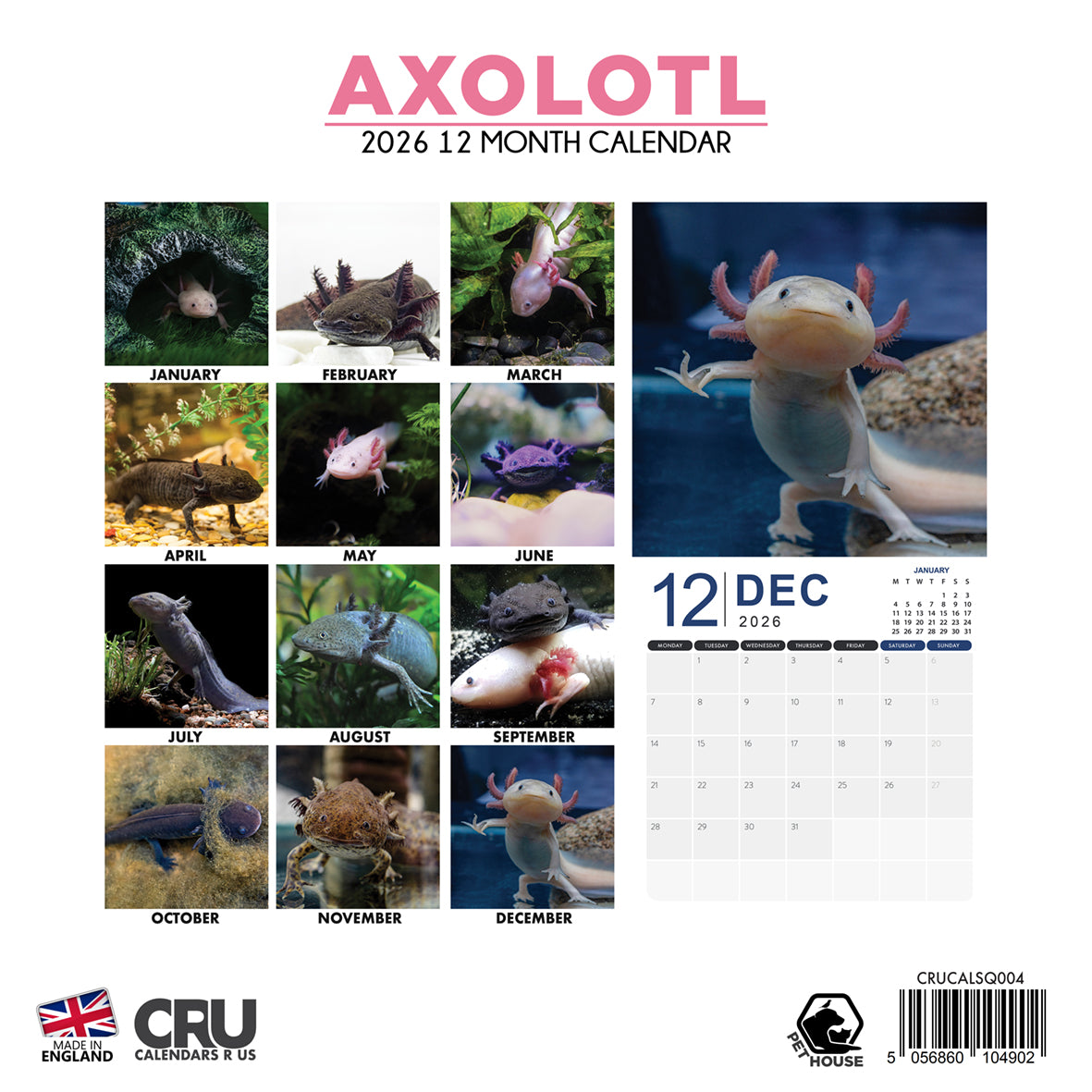 Axolotl - Square Calendar 2026