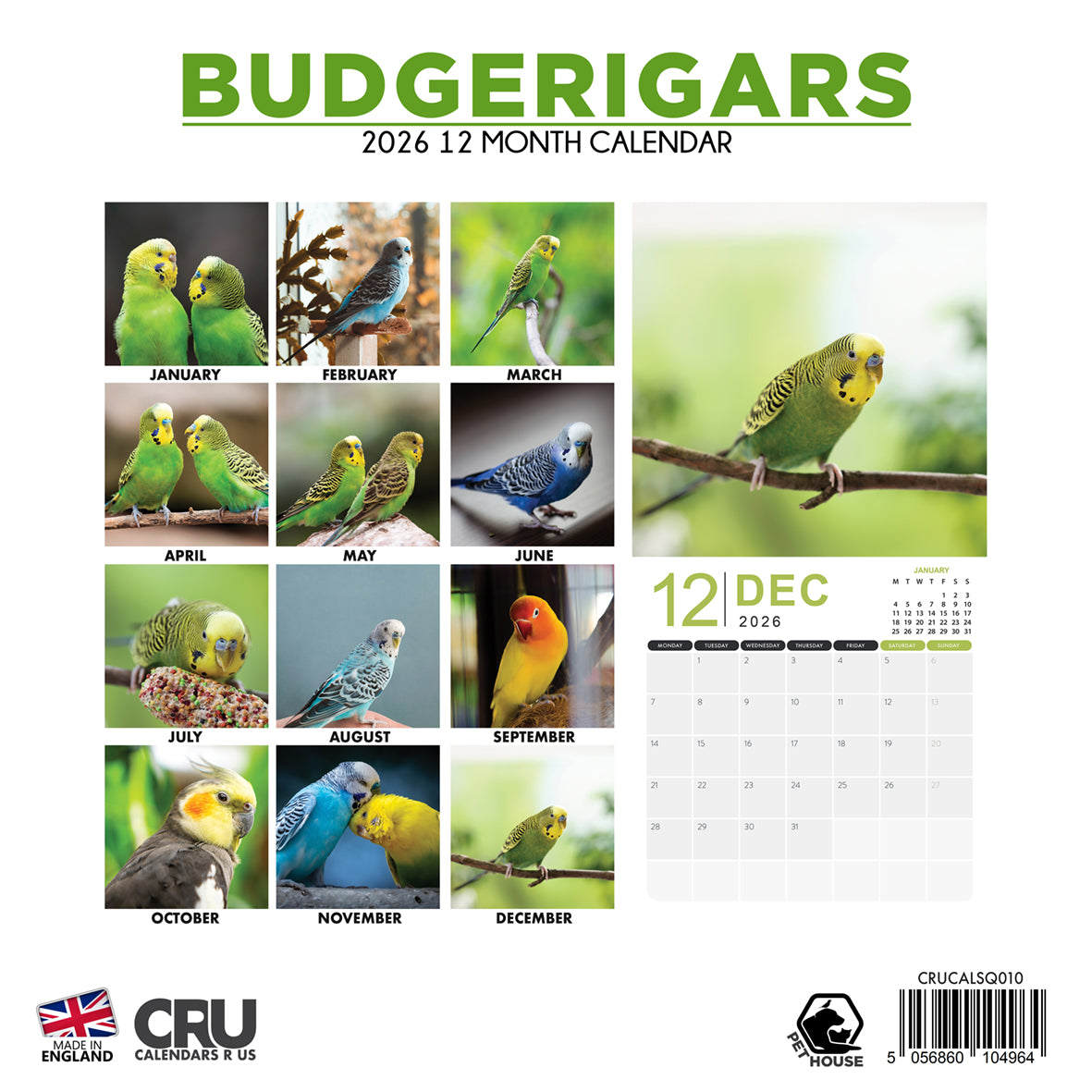 Budgerigars - Square Calendar 2026