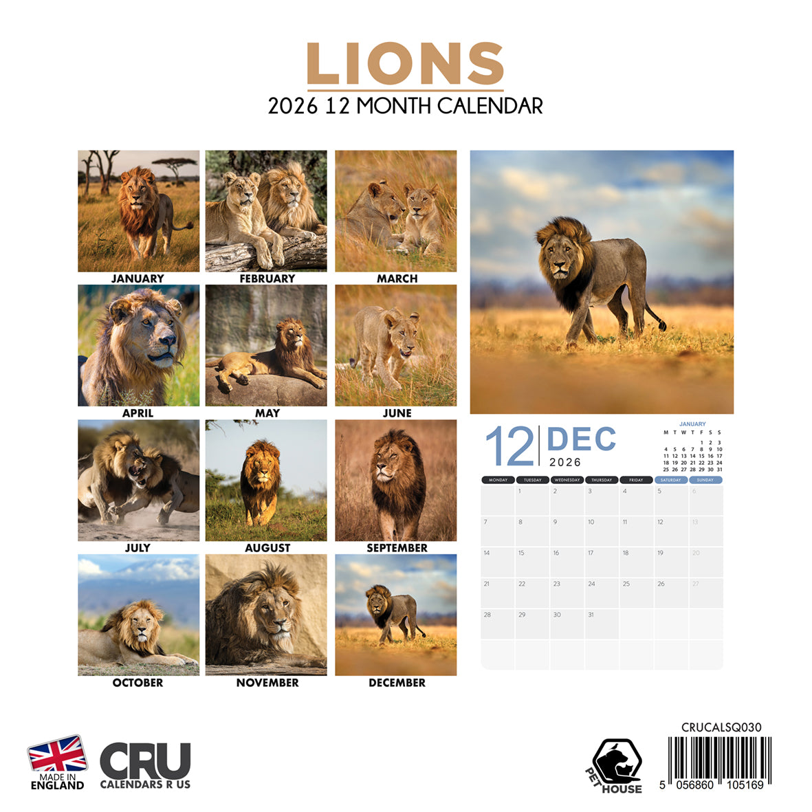 Lions - Square Calendar 2026