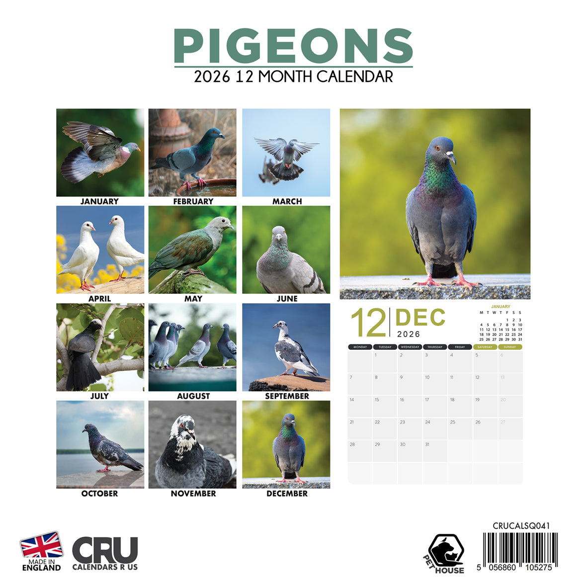 Pigeons - Square Calendar 2026