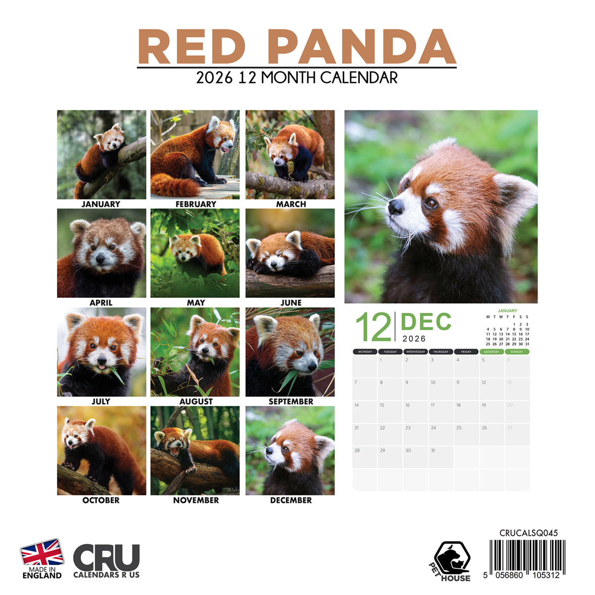 Red Pandas - Square Calendar 2026