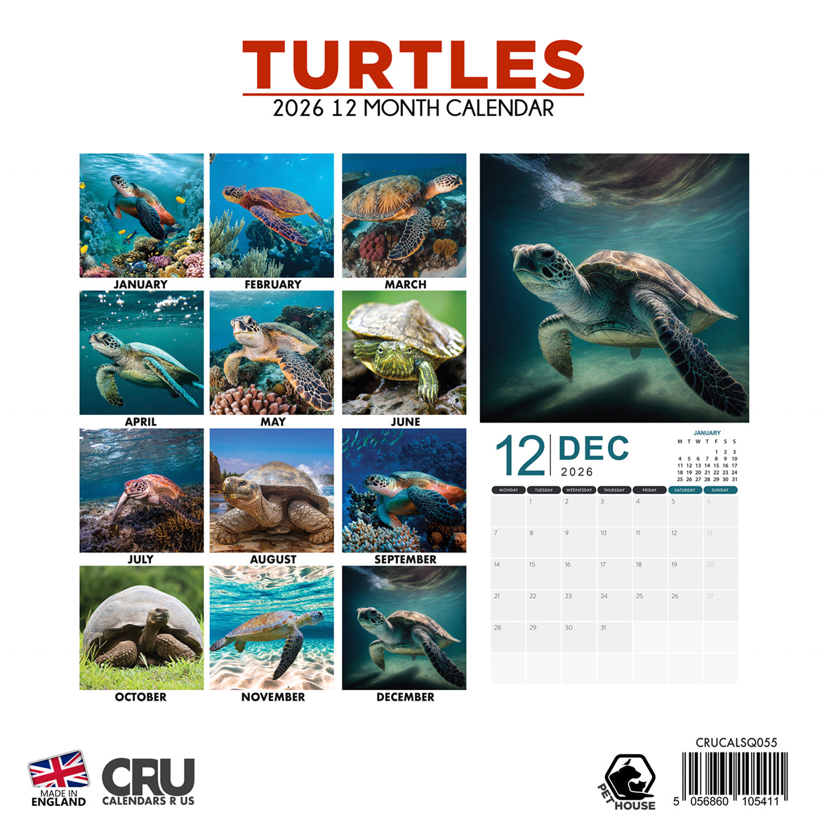 Turtles - Square Calendar 2026