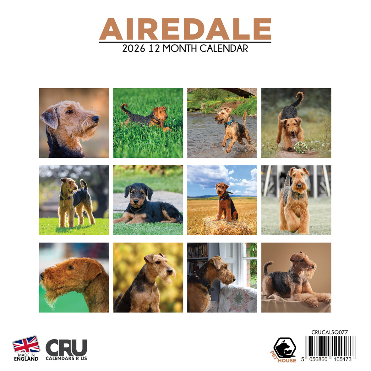 Airedale - Square Calendar 2026