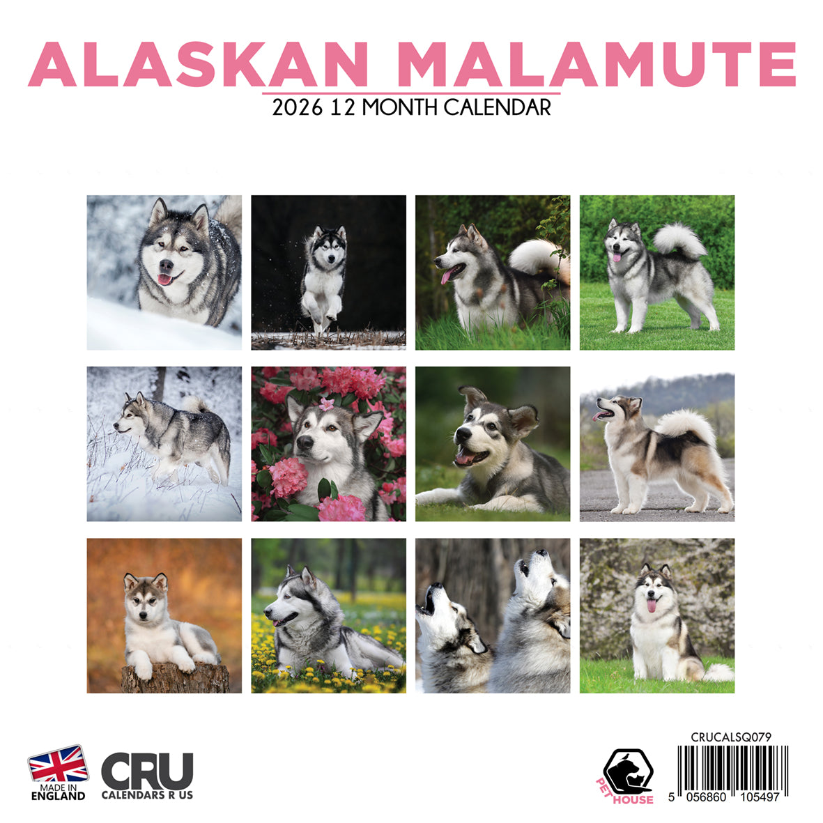 Alaskan Malamute - Square Calendar 2026