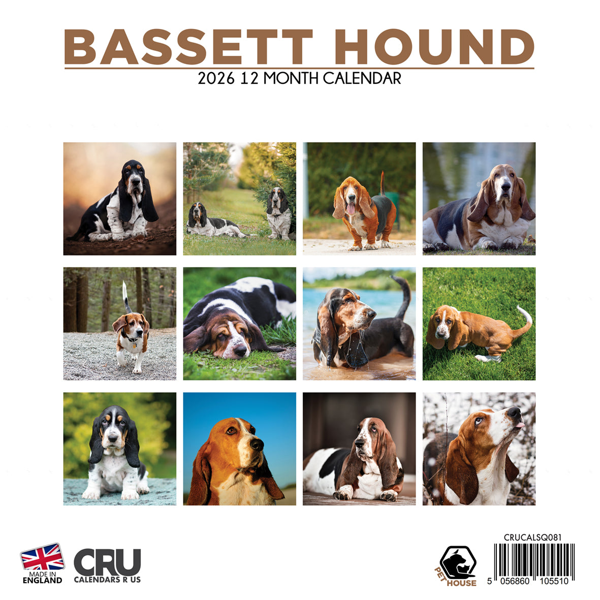Bassett Hound - Square Calendar 2026