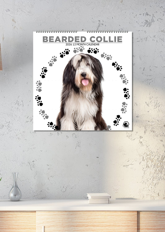 Bearded Collie - Square Calendar 2026