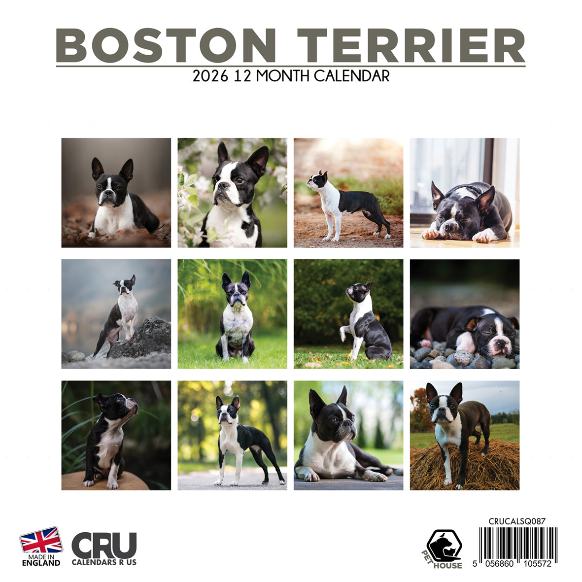 Boston Terrier - Square Calendar 2026