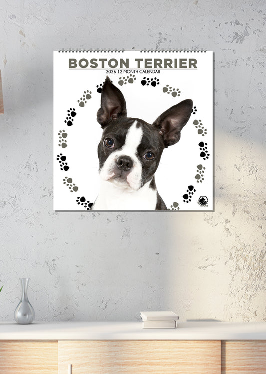 Boston Terrier - Square Calendar 2026