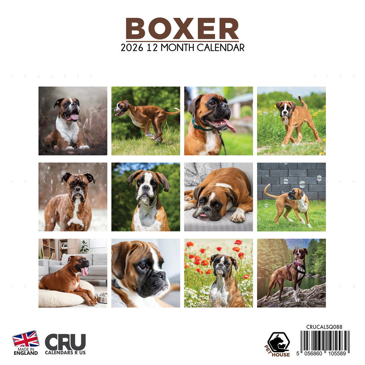 Boxer - Square Calendar 2026