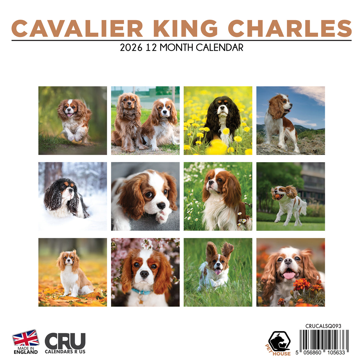 Cavalier King Charles - Square Calendar 2026