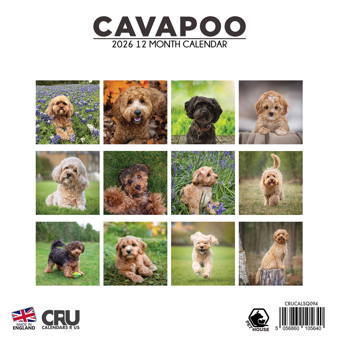 Cavapoo - Square Calendar 2026