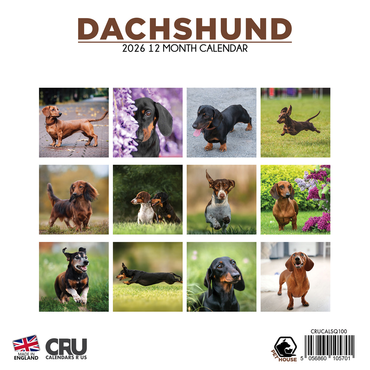 Dachshund - Square Calendar 2026