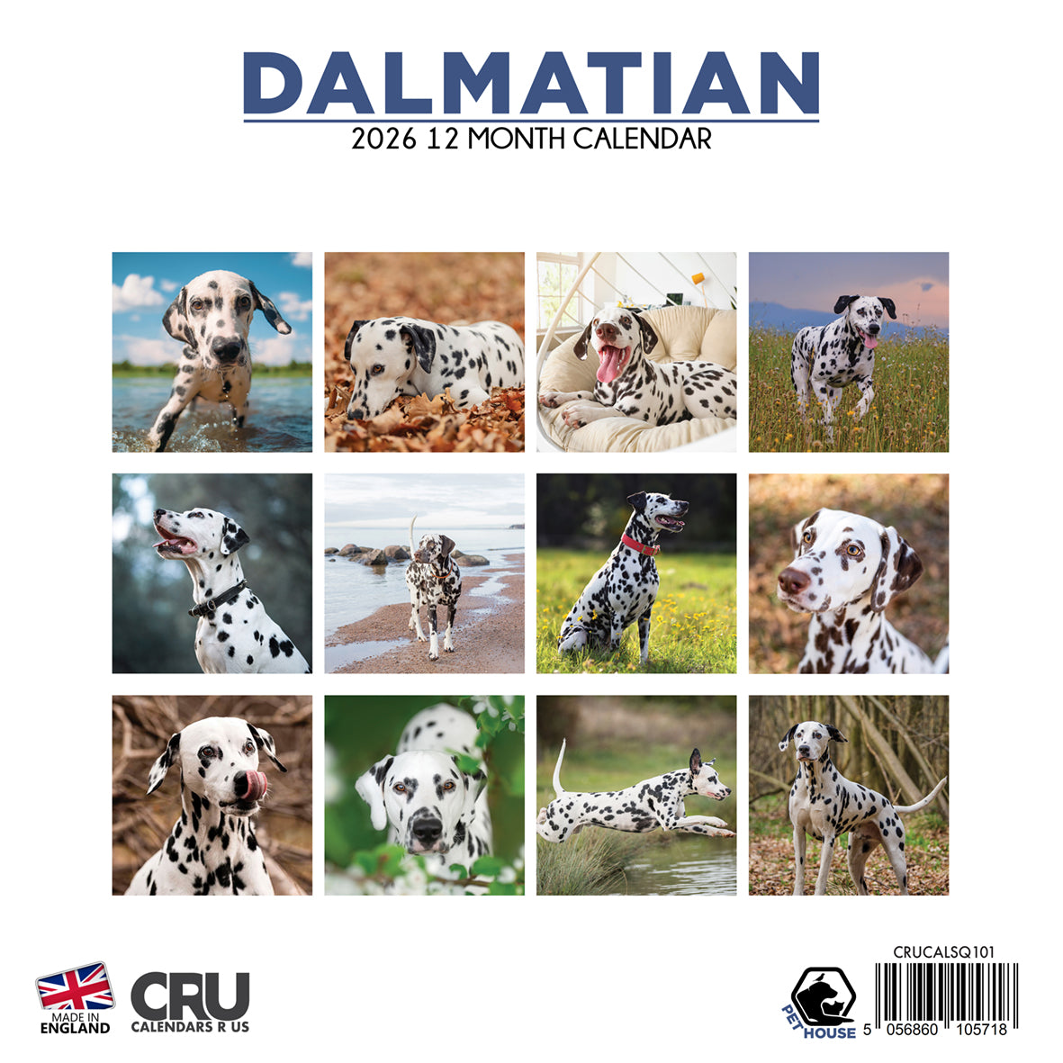 Dalmatian - Square Calendar 2026