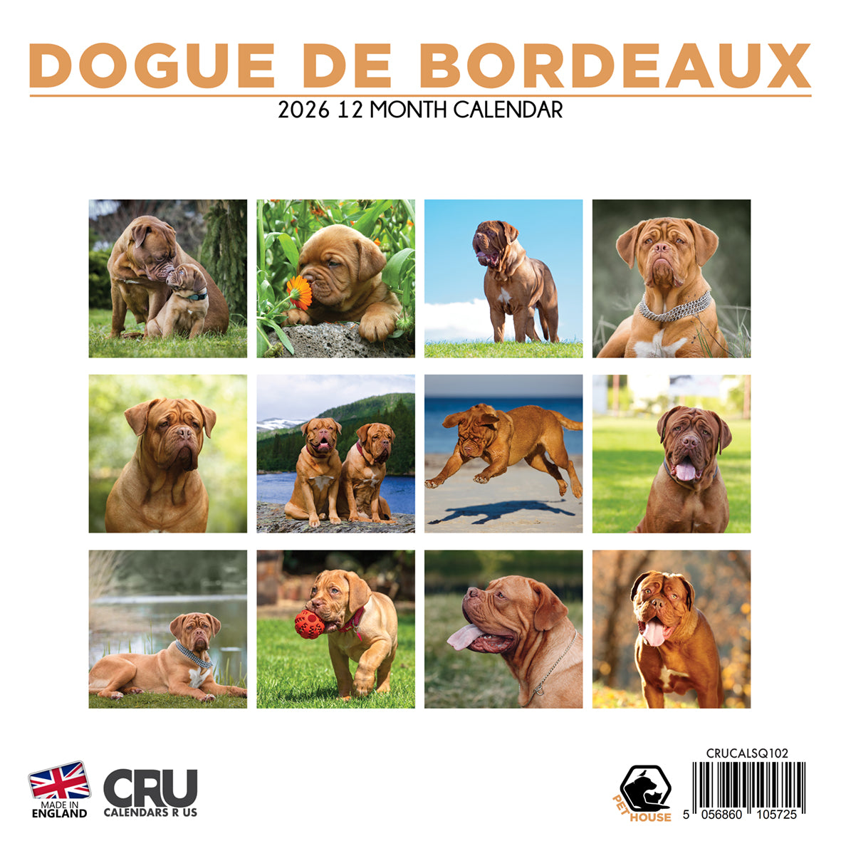 Dogue De Bordeaux - Square Calendar 2026